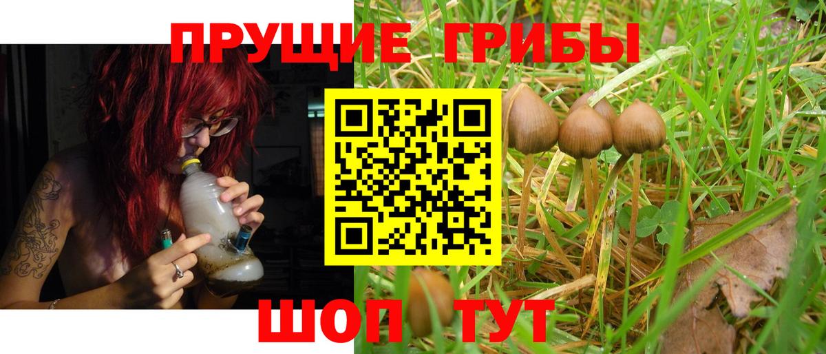 Псилоцибиновые грибы Cubensis Татарск